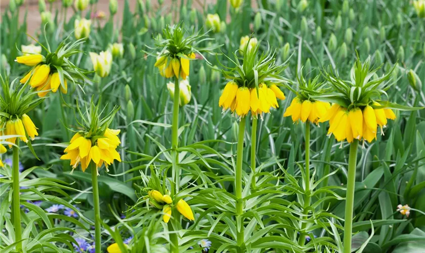 Garten-Kaiserkrone 'Lutea'