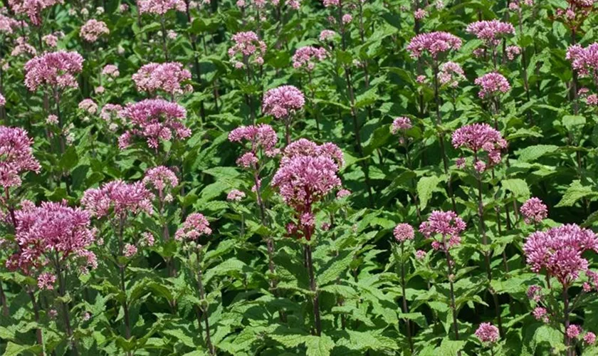 Großer Garten-Wasserdost 'Purple Bush'