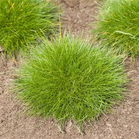 Festuca gautieri 'Teddybär'