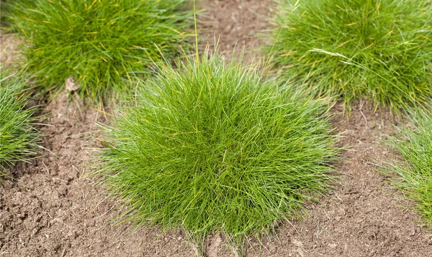 Festuca gautieri