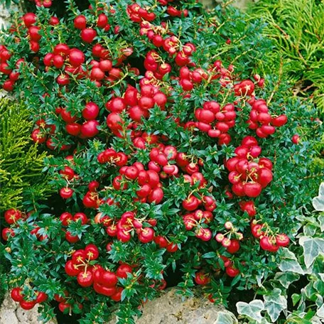 Gaultheria mucronata 'Coccinea'