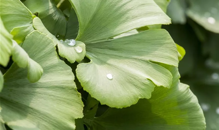 Ginkgo biloba 'Globus'