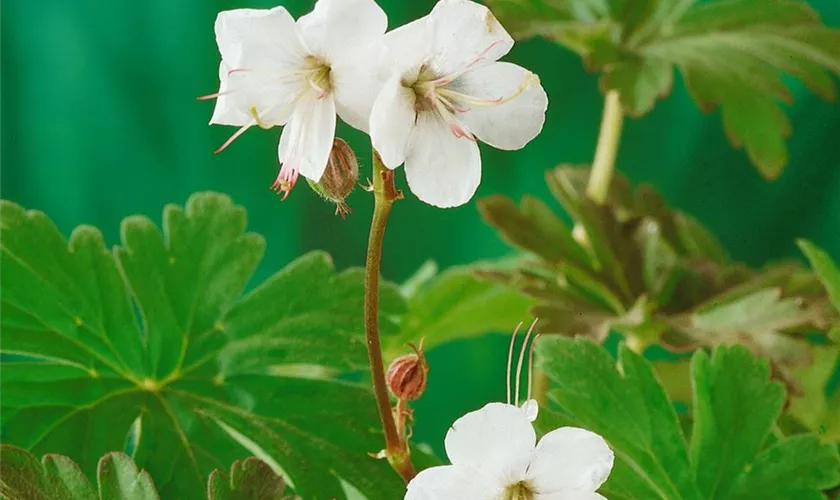 Geranium macrorrhizum 'White Ness'