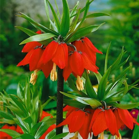 Fritillaria imperialis 'Rubra'