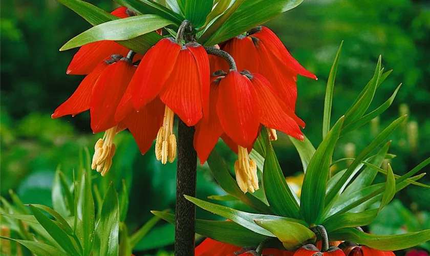 Garten-Kaiserkrone 'Rubra'