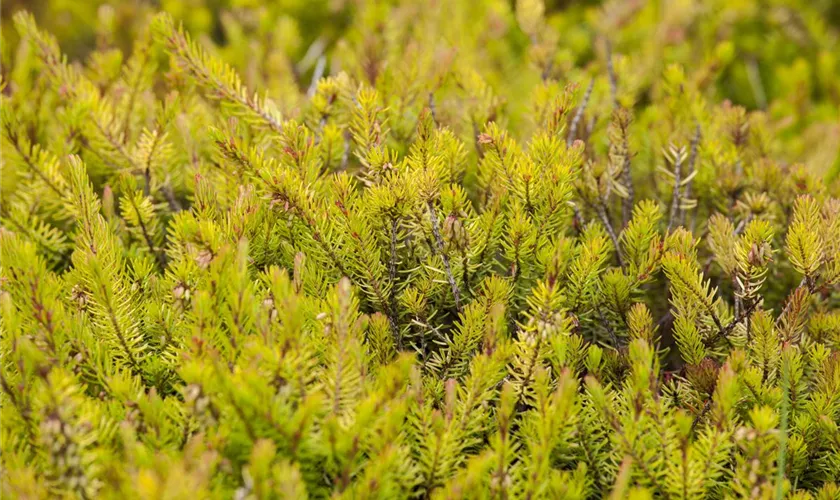 Schneeheide 'Nadja'