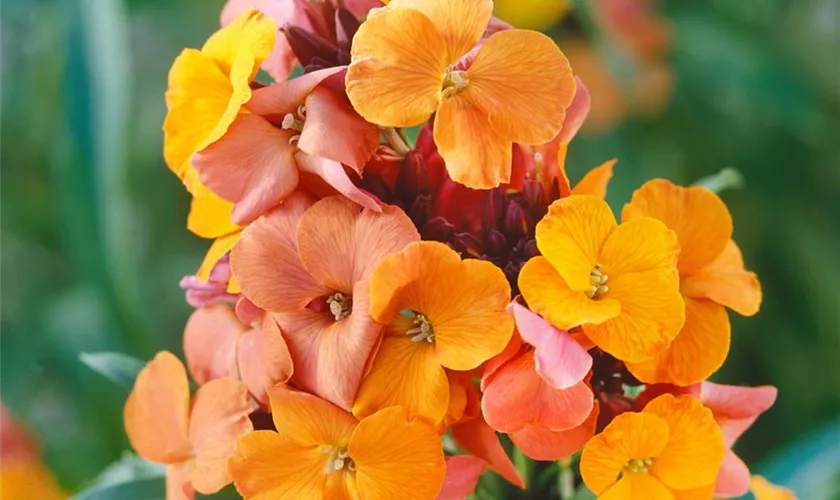 Erysimum cheiri 'Winter Sorbet'