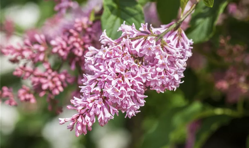 Syringa x prestoniae 'Miss Canada'