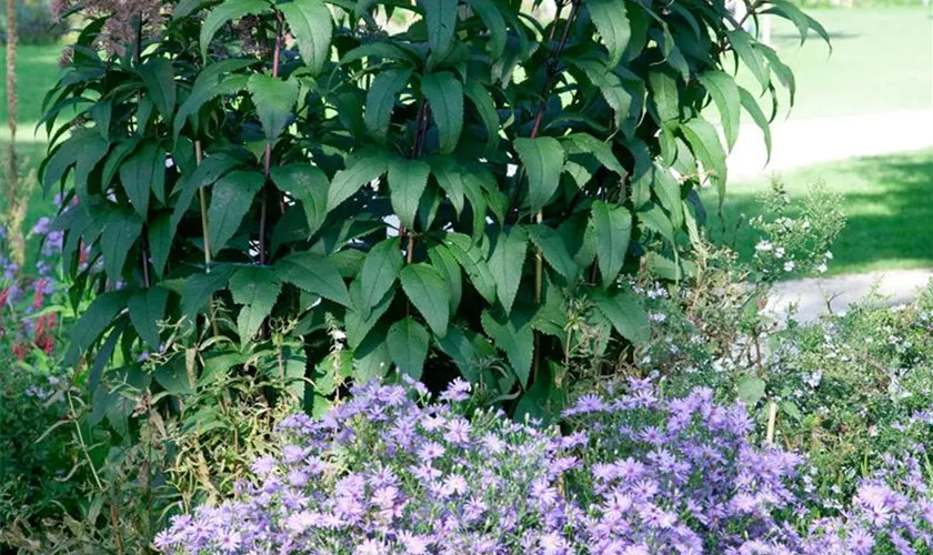 Großer Garten-Wasserdost 'Riesenschirm'