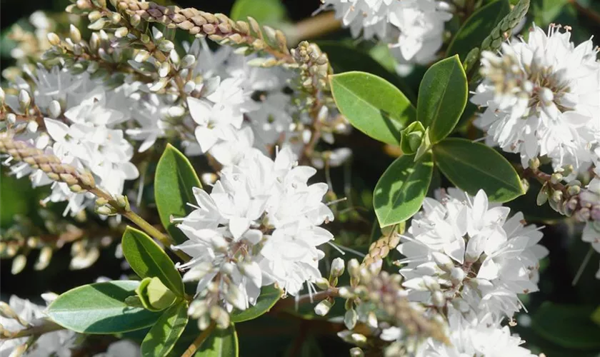 Strauchveronika 'Wiri Mist'