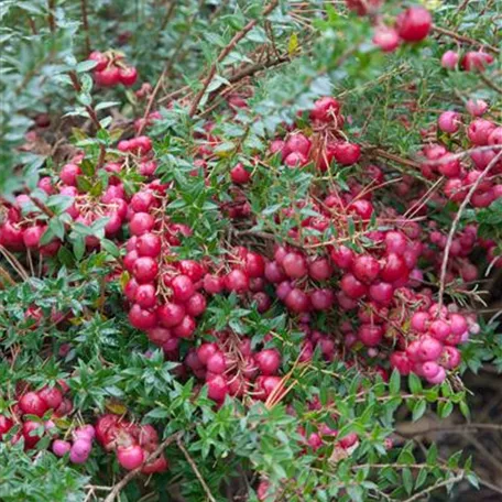 Gaultheria mucronata 'Feuerland'