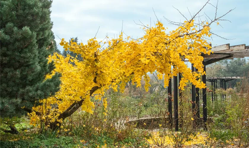 Ginkgo biloba 'Horizontalis', Stamm