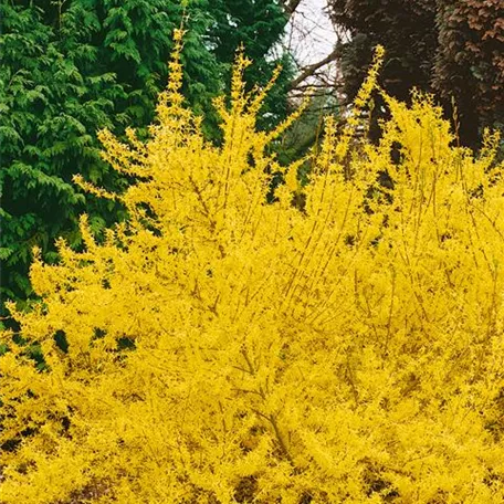 Forsythia x intermedia 'Beatrix Farrand'