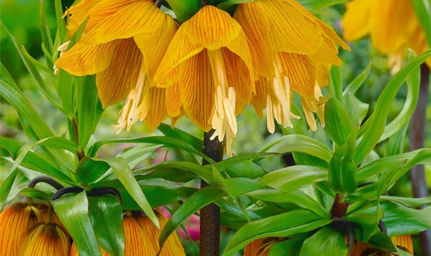 Fritillaria imperialis 'Striped Beauty'