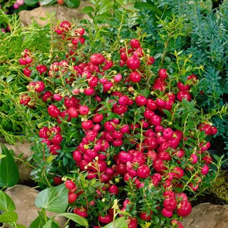 Gaultheria mucronata 'Purpurea'