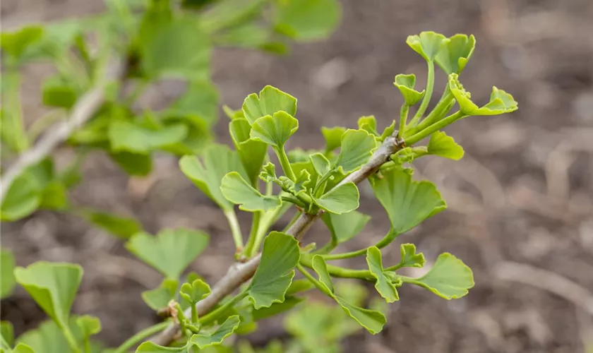 Ginkgo biloba 'Jade Butterflies'