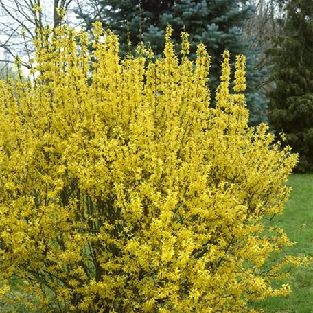 Forsythia x intermedia 'Goldrausch'