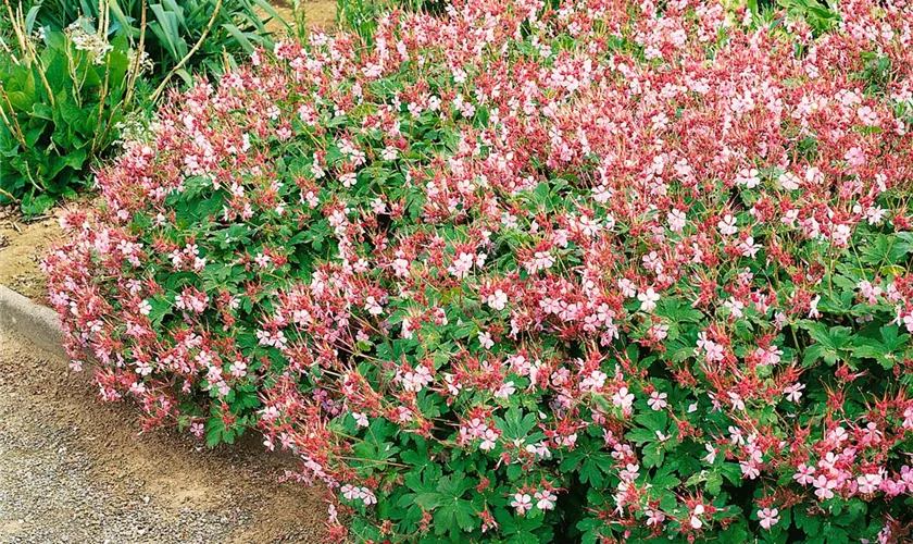 Geranium macrorrhizum 'Spessart'