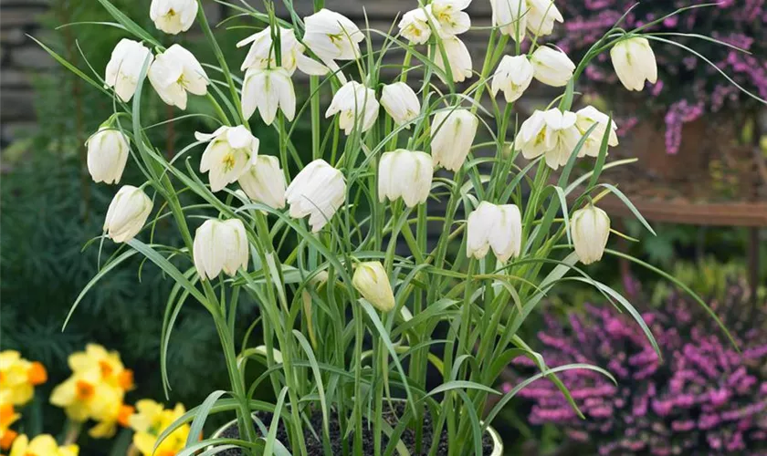 Fritillaria meleagris 'Alba'