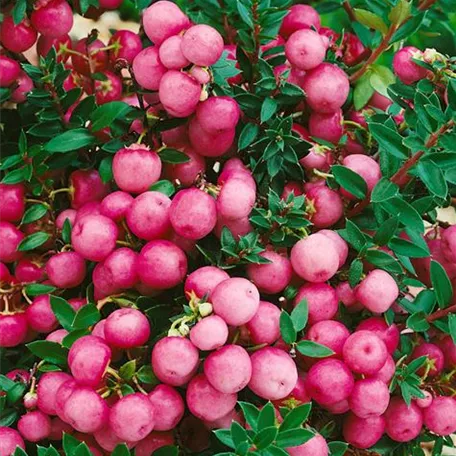 Gaultheria mucronata 'Rosea'