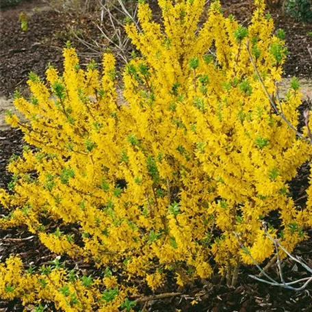 Forsythia x intermedia 'Mikador'®