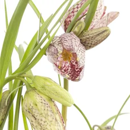 Fritillaria meleagris, rosa