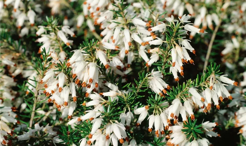 Schneeheide 'Springwood White'