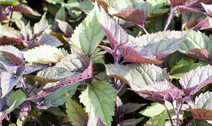 Eupatorium rugosum 'Chocolate'