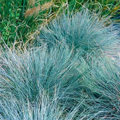 Festuca glauca 'Blaufuchs'