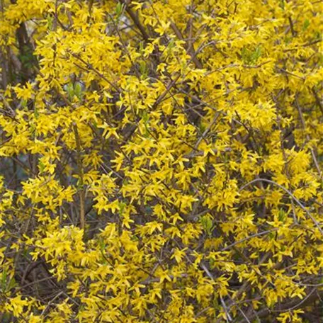 Forsythia x intermedia 'Minigold'