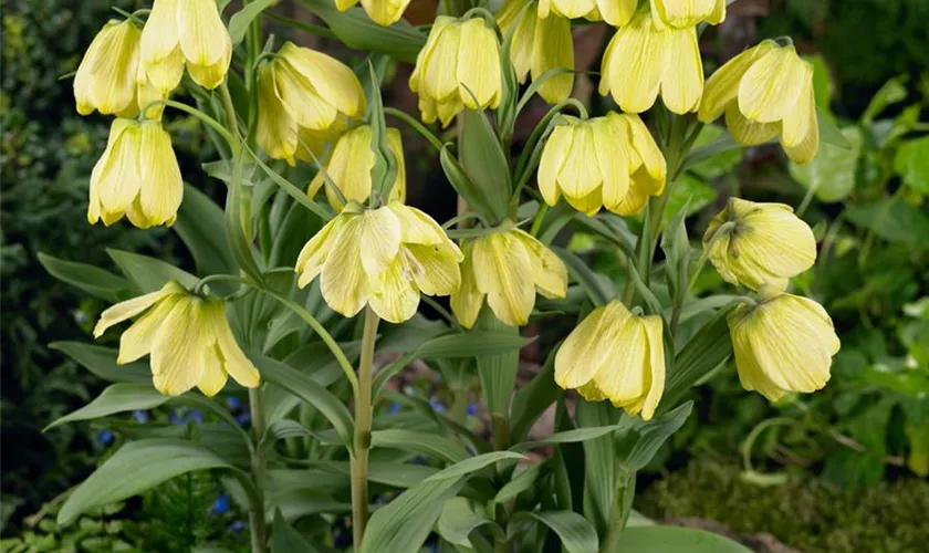 Fritillaria pallidiflora