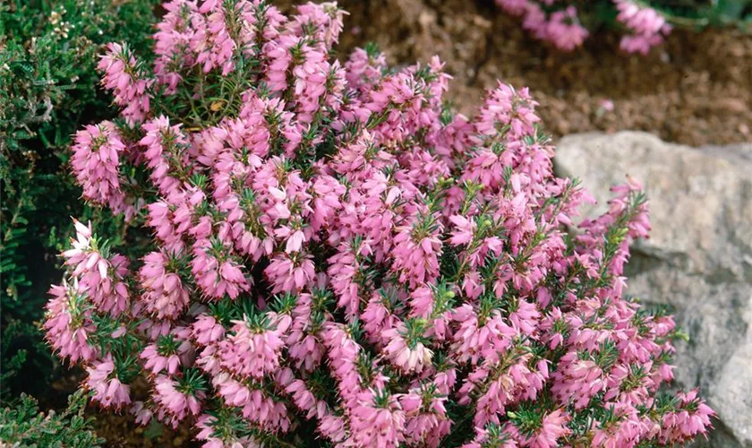 Schneeheide 'Springwood Pink'