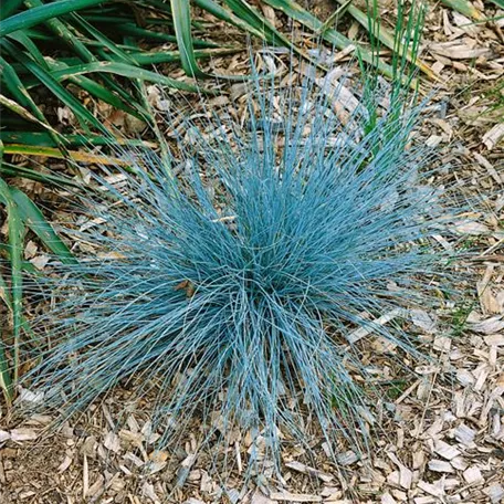 Festuca glauca 'Blue Star'