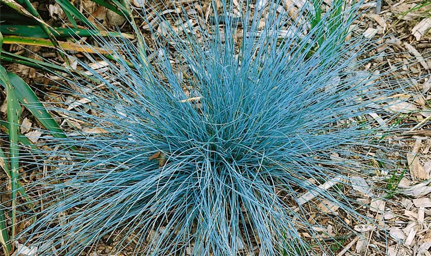 Blau-Schwingel 'Blue Star'