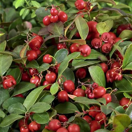 Gaultheria procumbens 'Big Berry'