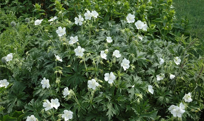 Geranium maculatum 'Album'