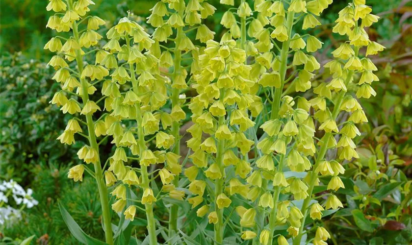 Garten-Kaiserkrone 'Ivory Bells'