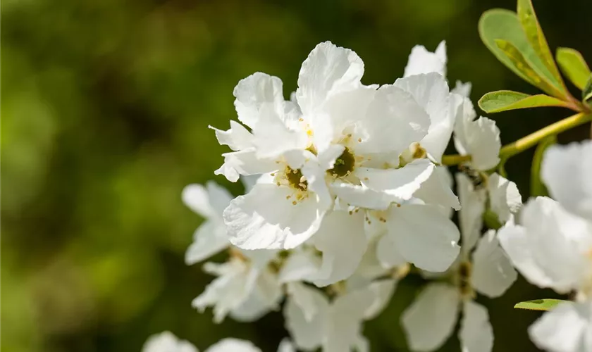 Sparrige Prunkspiere 'Magical Springtime'