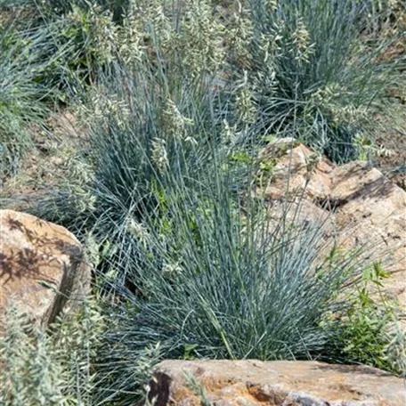 Festuca glauca 'Festina'