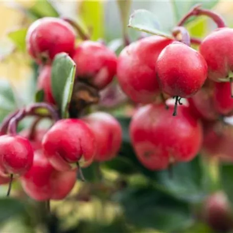 Gaultheria procumbens 'Kings'