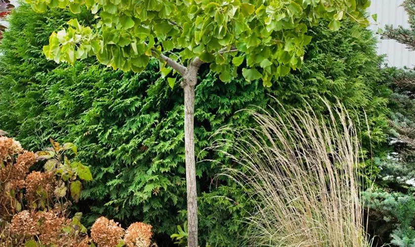 Ginkgo biloba 'Pendula'