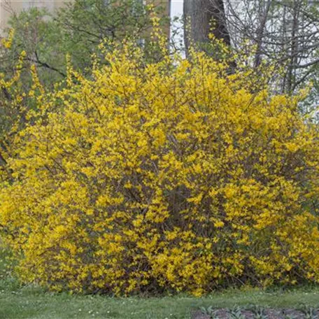 Forsythia x intermedia 'Spectabilis'