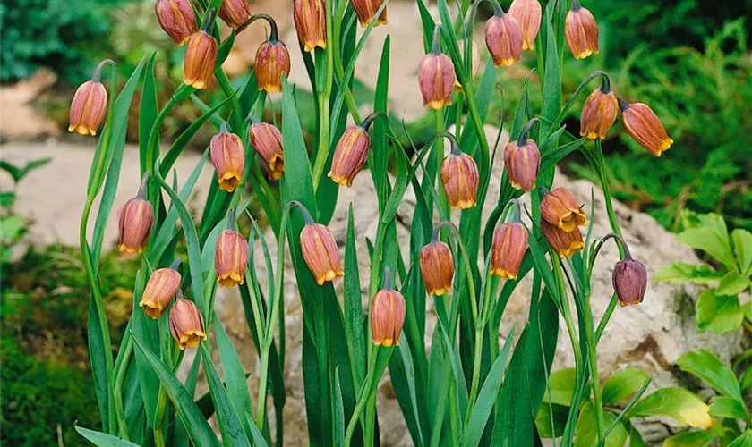 Fritillaria uva-vulpis