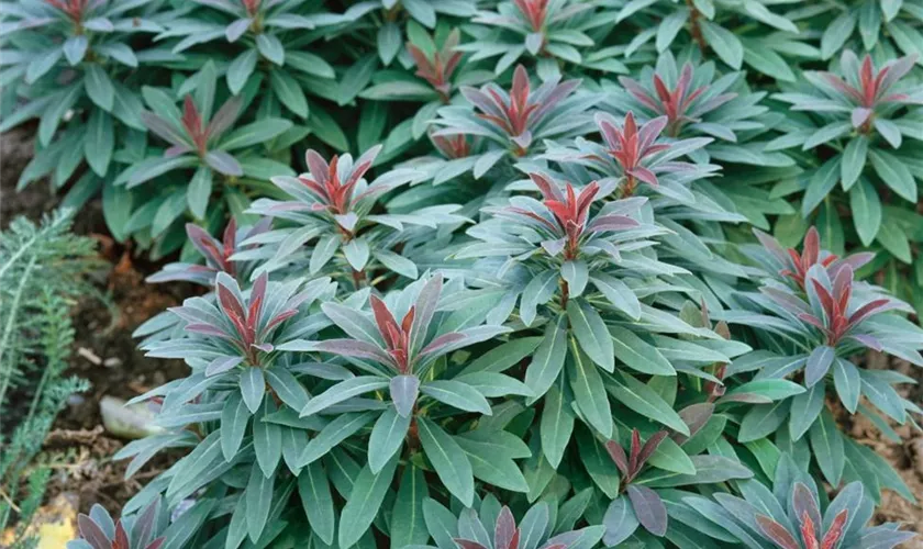 Euphorbia amygdaloides 'Efanthia'