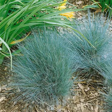 Festuca glauca 'Meerblau'