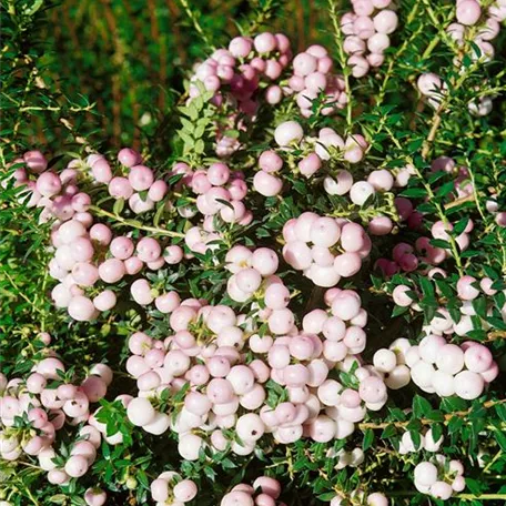 Gaultheria procumbens 'Pearl'