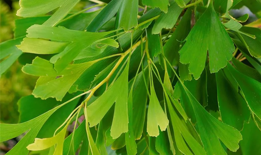 Ginkgo biloba 'Saratoga'