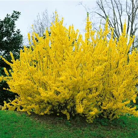 Forsythia x intermedia 'Spring Glory'