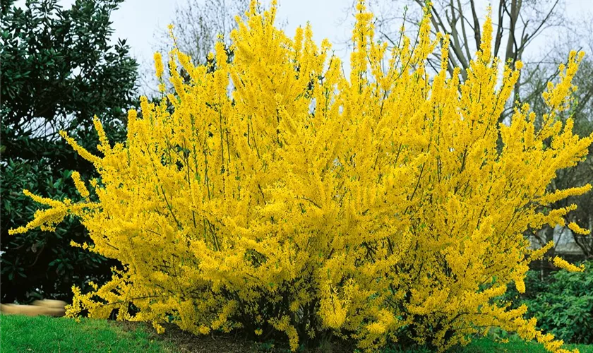 Forsythie 'Spring Glory'