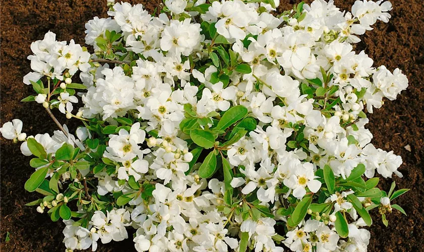 Exochorda x macrantha